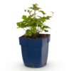 Anemone hup. Splendens - Herfst Anemoon - Schaduw - Donker Roze