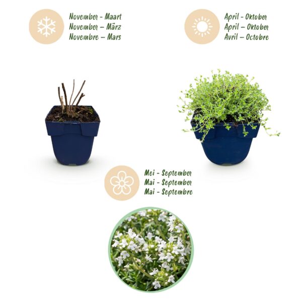 Thymus praecox Albiflorus - Witte kruiptijm - Geurend - Wit - 24 Planten