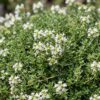 Thymus praecox Albiflorus - Witte kruiptijm - Geurend - Wit - 24 Planten