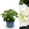 Hydrangea Endles Summer The Bride - Hortensia - Winterhard - Wit