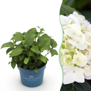 Hydrangea Endles Summer The Bride - Hortensia - Winterhard - Wit