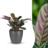 Ctenanthe Burle Marxii - Visgraatplant - met Potter Grijs