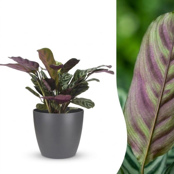 thumbnail_6000-45.jpg Ctenanthe Burle Marxii - Visgraatplant - met Potter Grijs