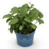 Hydrangea Endles Summer The Bride - Hortensia - Winterhard - Wit