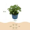 Hydrangea Endles Summer The Bride - Hortensia - Winterhard - Wit