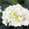 Hydrangea Endles Summer The Bride - Hortensia - Winterhard - Wit