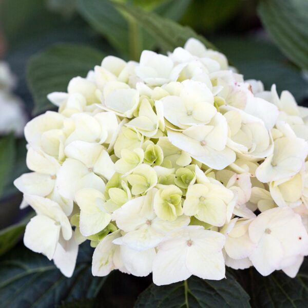thumbnail_6000-4503.jpg Hydrangea Endles Summer The Bride - Hortensia - Winterhard - Wit