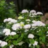 Hydrangea Endles Summer The Bride - Hortensia - Winterhard - Wit