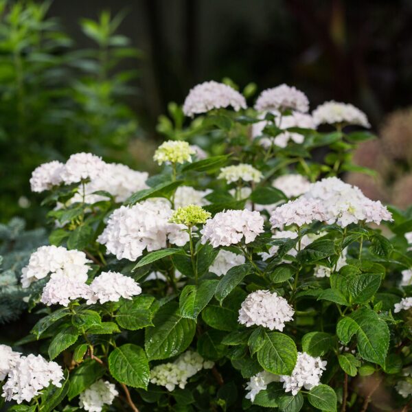 thumbnail_6000-4504.jpg Hydrangea Endles Summer The Bride - Hortensia - Winterhard - Wit