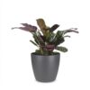 Ctenanthe Burle Marxii - Visgraatplant - met Potter Grijs