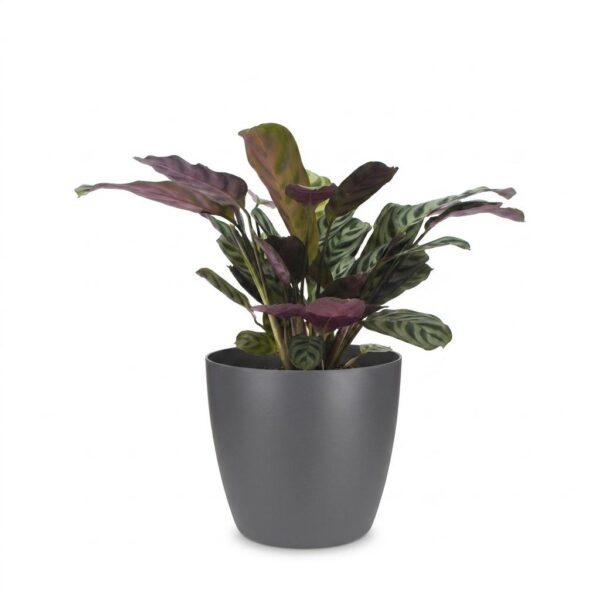 thumbnail_6000-46.jpg Ctenanthe Burle Marxii - Visgraatplant - met Potter Grijs