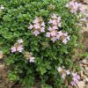 Thymus praecox Minor - KruipTijm - Geurend - Roze - 24 Planten