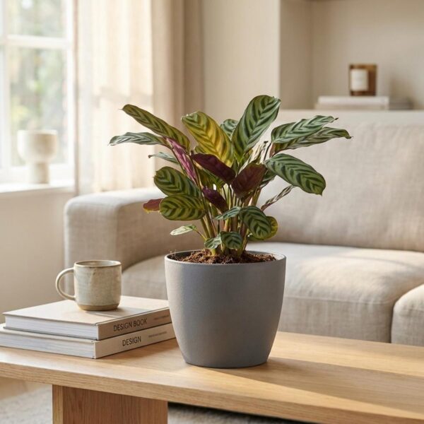 thumbnail_6000-47.jpg Ctenanthe Burle Marxii - Visgraatplant - met Potter Grijs