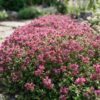 Thymus praecox Red Carpet - KruipTijm - Geurend - Rood-Roze - 24 Planten