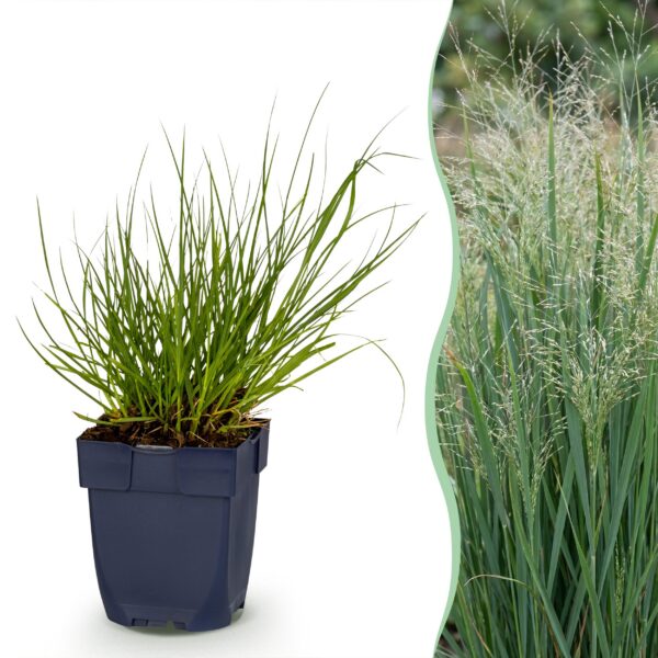thumbnail_6000-481.jpg Panicum virg. Northwind - Prairiegraan - Met Pluim - Groen - 24 Planten