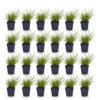 Panicum virg. Northwind - Prairiegraan - Met Pluim - Groen - 24 Planten