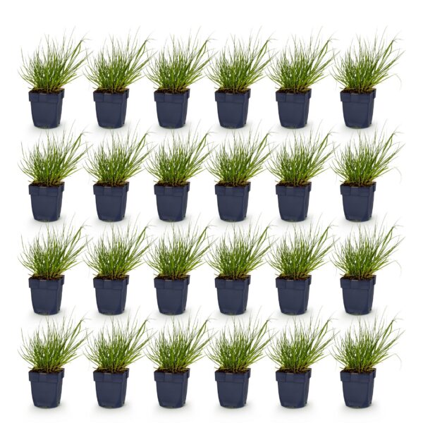 thumbnail_6000-482.jpg Panicum virg. Northwind - Prairiegraan - Met Pluim - Groen - 24 Planten