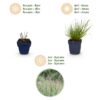 Panicum virg. Northwind - Prairiegraan - Met Pluim - Groen - 24 Planten
