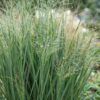 Panicum virg. Northwind - Prairiegraan - Met Pluim - Groen - 24 Planten
