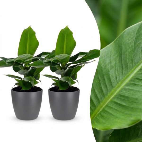 thumbnail_6000-5.jpg Musa Oriental Dwarf - Dwergbanaan - 2 Planten - met Potter Grijs