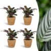 Ctenanthe Burle Marxii - Visgraatplant - 4 Planten - met Mand