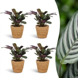 Ctenanthe Burle Marxii - Visgraatplant - 4 Planten - met Mand