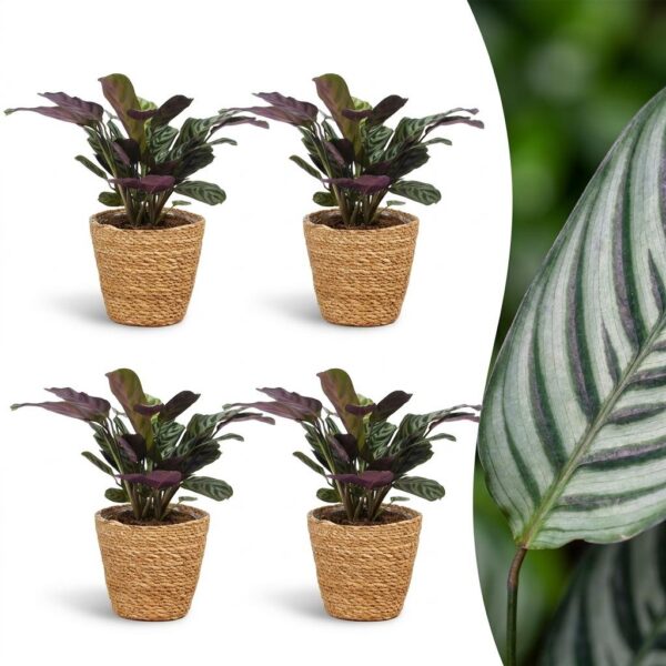 thumbnail_6000-50.jpg Ctenanthe Burle Marxii - Visgraatplant - 4 Planten - met Mand