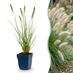 thumbnail_6000-505.jpg Pennisetum alop. Hameln - Lampenpoetsergras - Met Pluim - Groen - 24 Planten