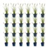 Pennisetum alop. Hameln - Lampenpoetsergras - Met Pluim - Groen - 24 Planten