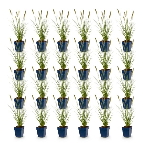 Pennisetum alop. Hameln - Lampenpoetsergras - Met Pluim - Groen - 24 Planten