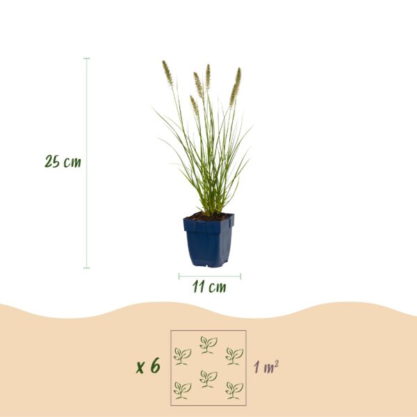 Pennisetum alop. Hameln - Lampenpoetsergras - Met Pluim - Groen - 24 Planten