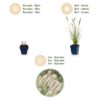Pennisetum alop. Hameln - Lampenpoetsergras - Met Pluim - Groen - 24 Planten