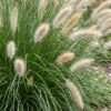 Pennisetum alop. Hameln - Lampenpoetsergras - Met Pluim - Groen - 24 Planten