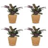 Ctenanthe Burle Marxii - Visgraatplant - 4 Planten - met Mand