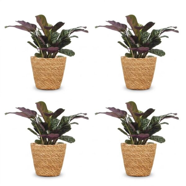 thumbnail_6000-51.jpg Ctenanthe Burle Marxii - Visgraatplant - 4 Planten - met Mand