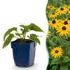 Rudbeckia fulg. Goldsturm - Gele zonnehoed - Bijen- en vlinderlokkers - Geel - 24 Planten