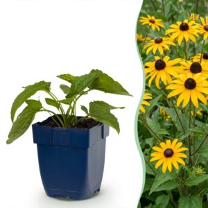 thumbnail_6000-517.jpg Rudbeckia fulg. Goldsturm - Gele zonnehoed - Bijen- en vlinderlokkers - Geel - 24 Planten