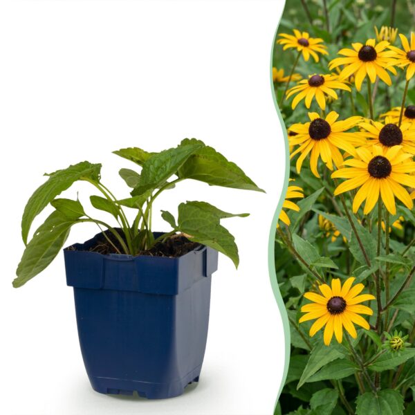 thumbnail_6000-517.jpg Rudbeckia fulg. Goldsturm - Gele zonnehoed - Bijen- en vlinderlokkers - Geel - 24 Planten