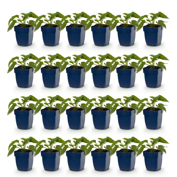 thumbnail_6000-518.jpg Rudbeckia fulg. Goldsturm - Gele zonnehoed - Bijen- en vlinderlokkers - Geel - 24 Planten