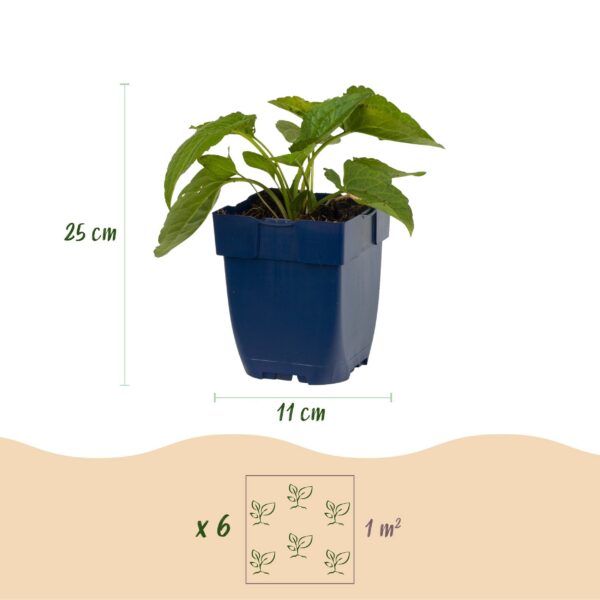 thumbnail_6000-519.jpg Rudbeckia fulg. Goldsturm - Gele zonnehoed - Bijen- en vlinderlokkers - Geel - 24 Planten