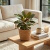 Ctenanthe Burle Marxii - Visgraatplant - 4 Planten - met Mand
