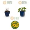 Rudbeckia fulg. Goldsturm - Gele zonnehoed - Bijen- en vlinderlokkers - Geel - 24 Planten