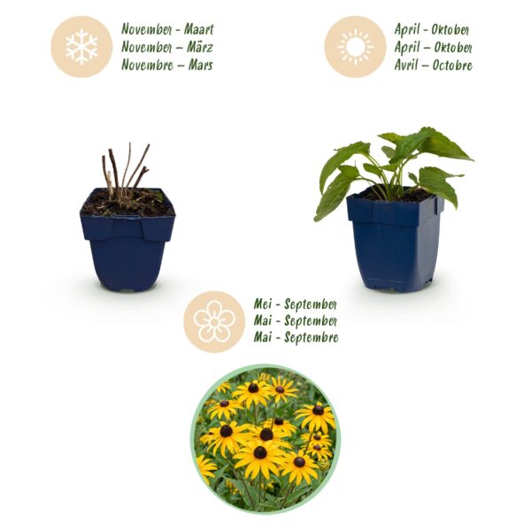 thumbnail_6000-520.jpg Rudbeckia fulg. Goldsturm - Gele zonnehoed - Bijen- en vlinderlokkers - Geel - 24 Planten