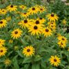Rudbeckia fulg. Goldsturm - Gele zonnehoed - Bijen- en vlinderlokkers - Geel - 24 Planten