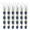 Miscanthus sin. Gracillimus - Pampusgras - Met Pluim - Groen - 24 Planten
