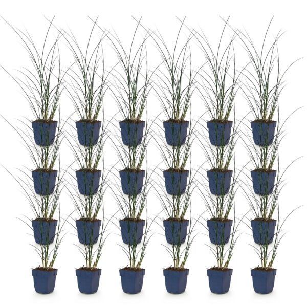 thumbnail_6000-530.jpg Miscanthus sin. Gracillimus - Pampusgras - Met Pluim - Groen - 24 Planten