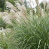 Miscanthus sin. Gracillimus - Pampusgras - Met Pluim - Groen - 24 Planten
