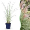 Miscanthus sin. Morning Light - Pampusgras - Met Pluim - Zilver - 24 Planten