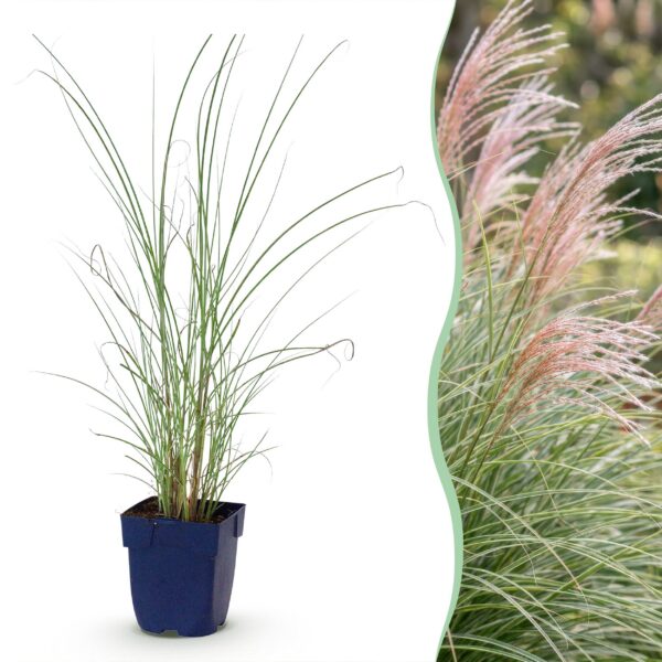 thumbnail_6000-541.jpg Miscanthus sin. Morning Light - Pampusgras - Met Pluim - Zilver - 24 Planten