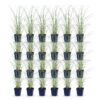 Miscanthus sin. Morning Light - Pampusgras - Met Pluim - Zilver - 24 Planten